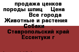 продажа ценков породы шпиц  › Цена ­ 35 000 - Все города Животные и растения » Собаки   . Ставропольский край,Ессентуки г.